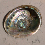 Abalone Shell-Small