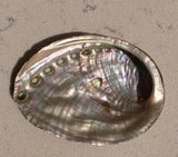 Abalone Shell-Small